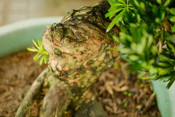 罗汉松盆栽的养殖方法和注意事项