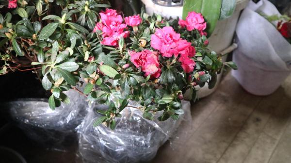 西洋杜鹃的养殖方法和注意事项