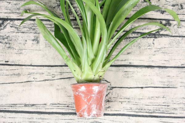 这“4种”年宵花一定要养,摆家里开花耐看,过年气氛更...