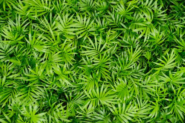 袖珍椰子的养殖方法和注意事项