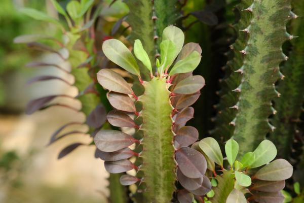 别看这“3种”花长相丑,净化能力一级棒,还是“旺运”...