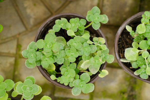 碰碰香的养殖方法和注意事项