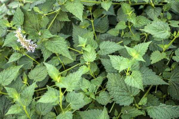 藿香的养殖方法和注意事项