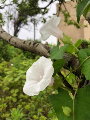 喇叭花什么时候开