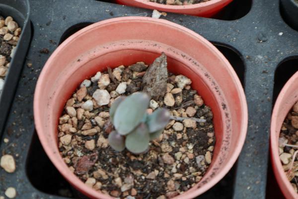 这“5种”多肉植株最难养死，30天就能长满盆，新手最...