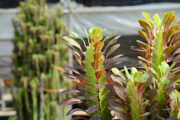 这3种“树”，别看长得“不咋地”，养在家“镇宅”，谁...