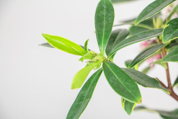 瑞香花什么时候开花