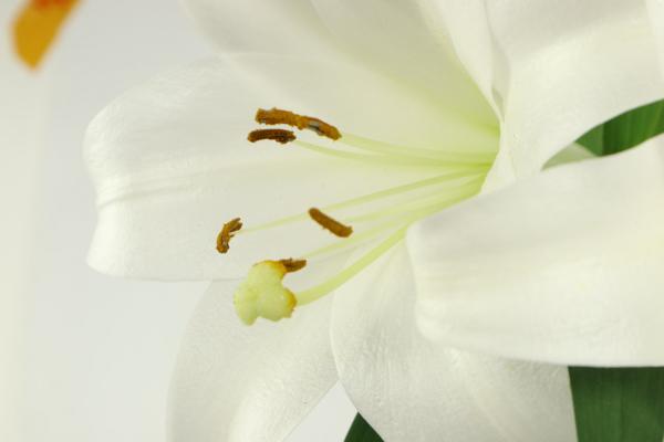 百合冬天会冻死吗