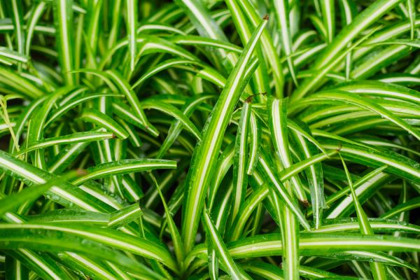 吊兰还分这“3种”,叶子茂盛花开得旺,赶紧养一盆!