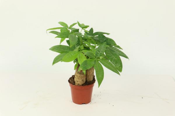 这“4种”旺运树，养在家里样子好，比“发财树”强好几...