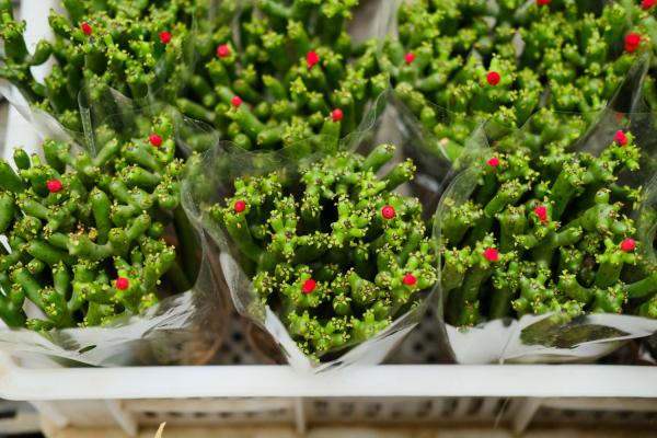 彭珊瑚的养殖方法和注意事项