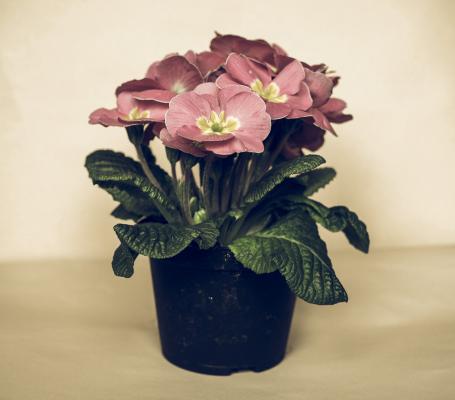 报春花的养殖方法和注意事项