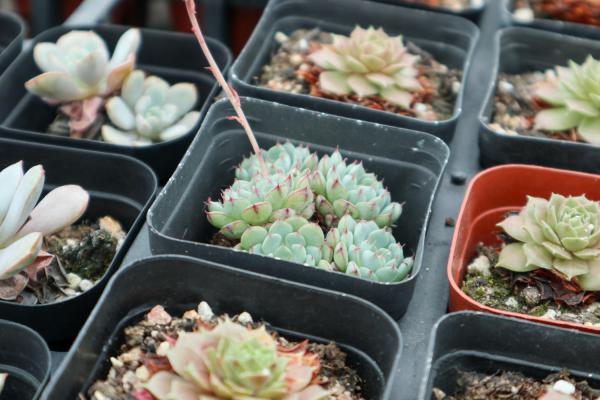 多肉什么时候需要砍头