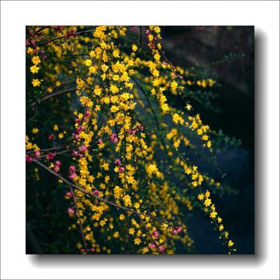 迎春花盆景制作步骤及养护方法