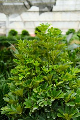 鸭掌木的养殖方法和注意事项