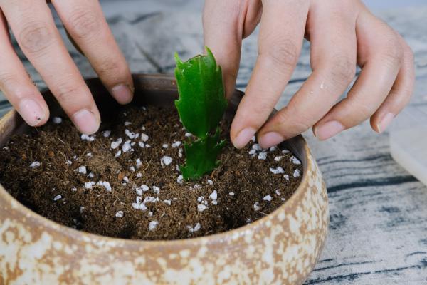 蟹爪兰总是蔫，不开花养不好？学会这几点，轻松养好！