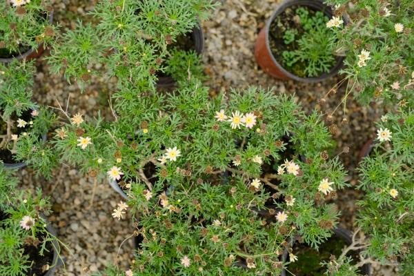 多头菊盆栽的养殖方法