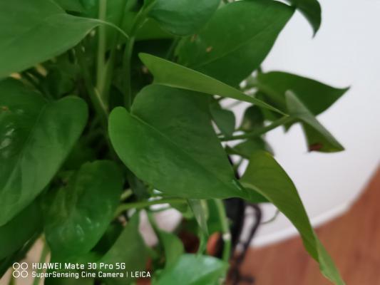 植物冬天可以施肥吗(绿萝、吊兰……5种常见花施肥方法...