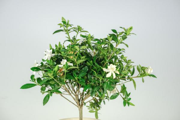 栀子花的养护方法,可以放在卧室里面吗