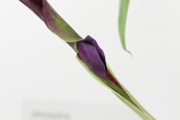 彩色马蹄莲什么时候种植,土怎么配