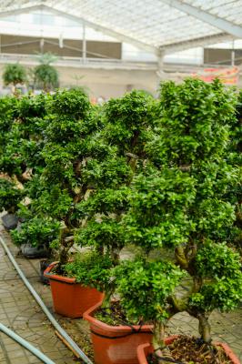 阳气最强的树是什么树，属阳的树木有哪些