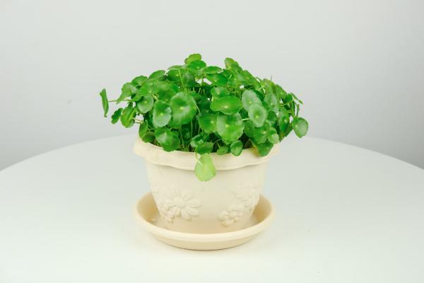 铜钱草的养殖方法