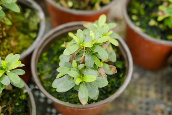 杜鹃花落叶是什么原因,有没有补救办法