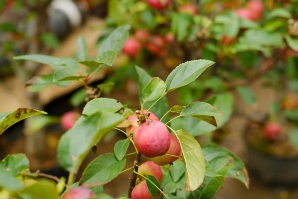 海棠怎么养,盆栽有什么注意事项