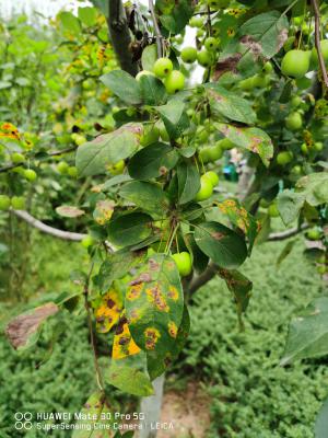 海棠花枯萎能救活吗,需要剪枝吗