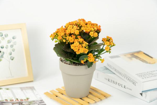 长寿花什么季节摘心,摘心摘什么位置