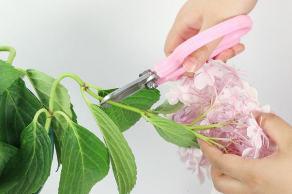 花市买的“绣球花”种子,拿给朋友看,却被说太傻,上当...