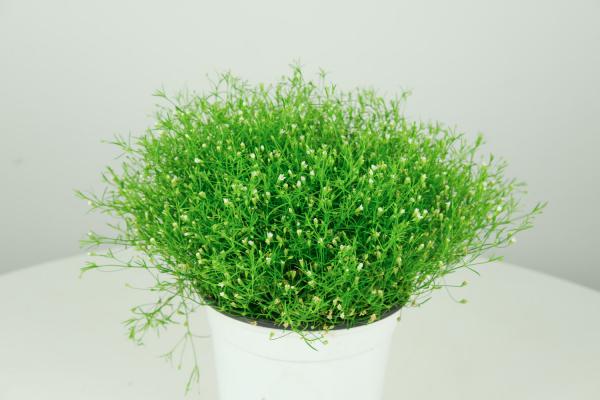 满天星什么时候结种子