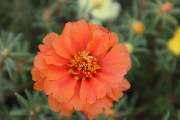 掐不死花冬天能开花吗