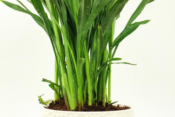 姜荷花冬天能开花吗