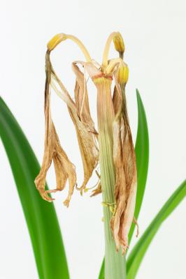 这种“花”，比绿萝好养，花比牡丹还好看，秋天最适合