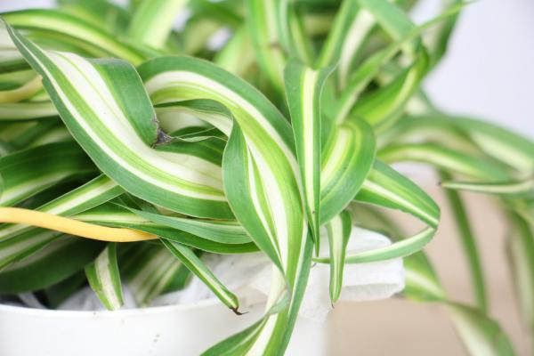 “卷叶吊兰”听说没？浇点水晒晒太阳，叶子就能枝繁叶茂