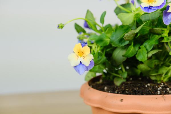 秋天养盆“角堇”在家中，开花容易“颜值”高，关键超级...