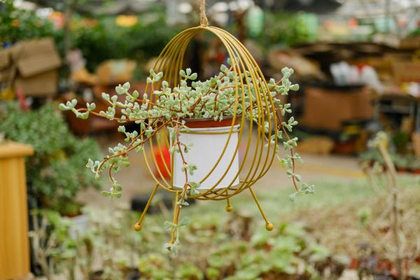 “多肉”还养在花盆里？你落伍了，爷爷家的多肉都长成“...