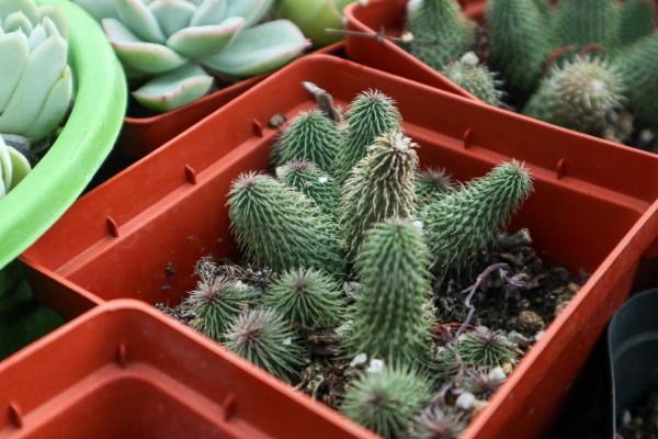 土豪的多肉大棚，动辄一盆上万，连叶子我也买不起啊！