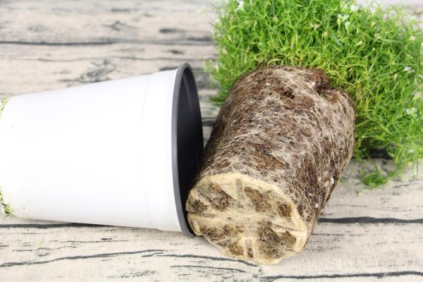 “满天星”做成干花后，简直美翻天！简单又实用，赶紧试...