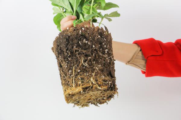 如何辨别铁筷子