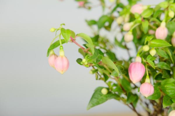 倒挂金钟可以放室内吗