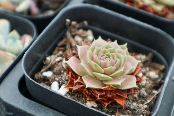 小伙把多肉养成手捧花，1棵上面爆30朵花头，价格翻了...