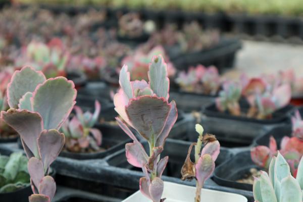 怎么分辨玉吊钟