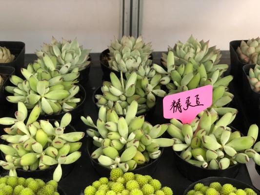 多肉花开了要剪掉吗