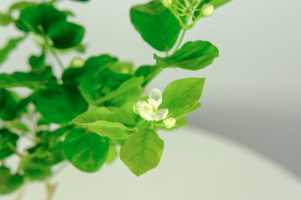 非州茉莉什么时候开花