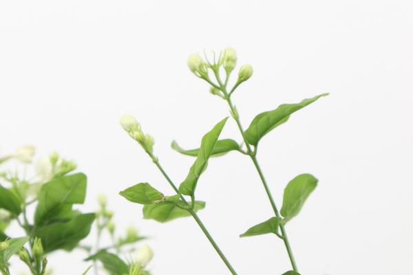 茉莉花什么时候开花