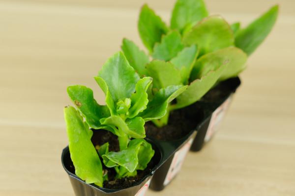 长寿花一年开几次花