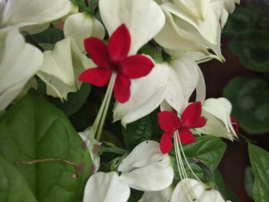 这花会吐小珠子，养1盆365天开花，一次开花100朵...