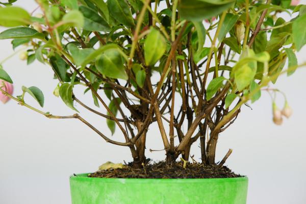 她养花5年，倒挂金钟1盆变10盆，夏天从来不死！